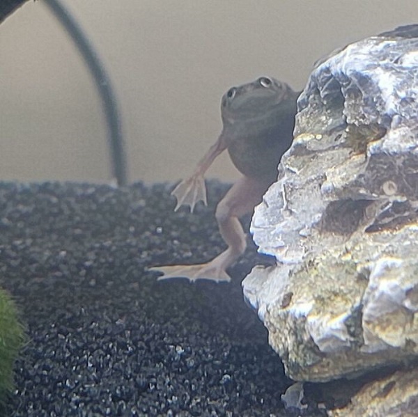 funny frog