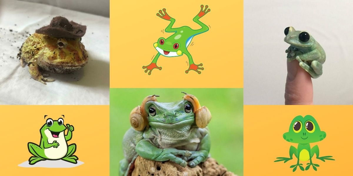 35 Photos Of Cute And Funny Frog To Make Your Day Better