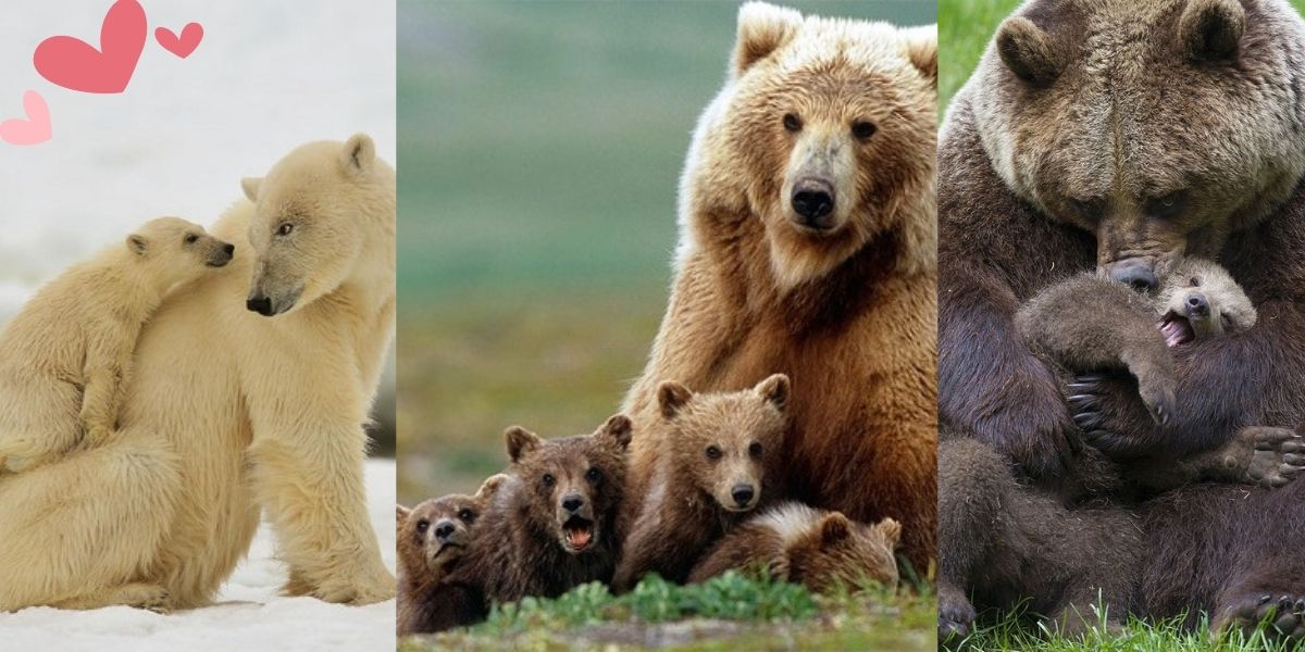 35 Photos Of Momma Bears Teaching Their Baby Cute Bears How To Bear