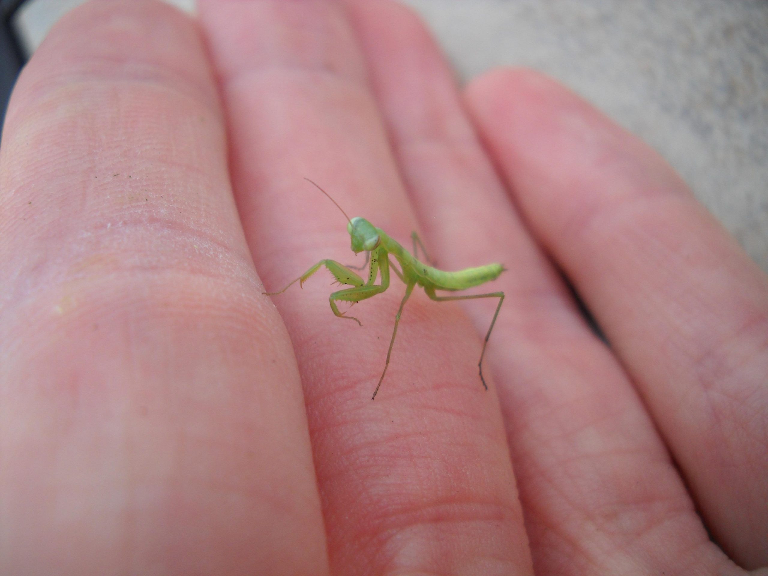 baby praying mantis