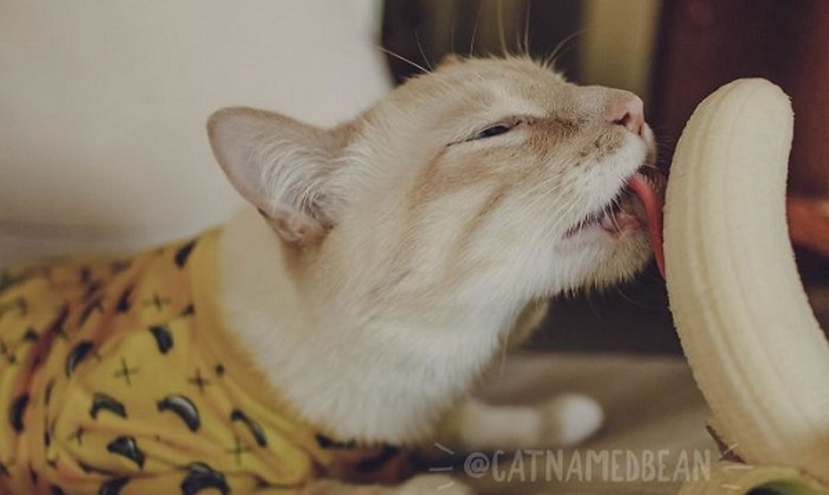 This Cat Banana Is Hilariously Obsessed With Bananas And Is Going Viral