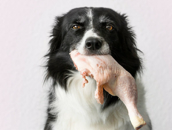 can dogs eat chicken bones
