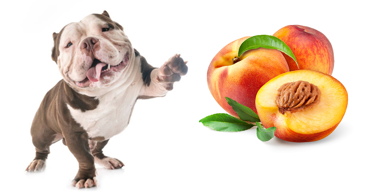 Can Dogs Eat Peaches? Here Are The Things Dog Parents Should Know