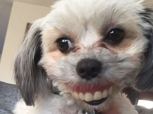 dog with dentures