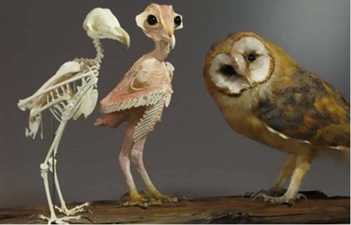 The Strange and Wonderful Featherless Owl Uncovered 2022