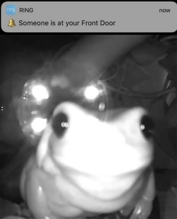 funny frog