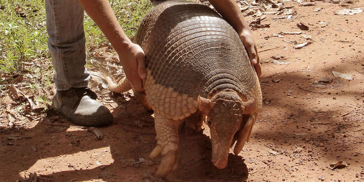 Giant Armadillo Makes A Once In A Lifetime Appearance In Brazil