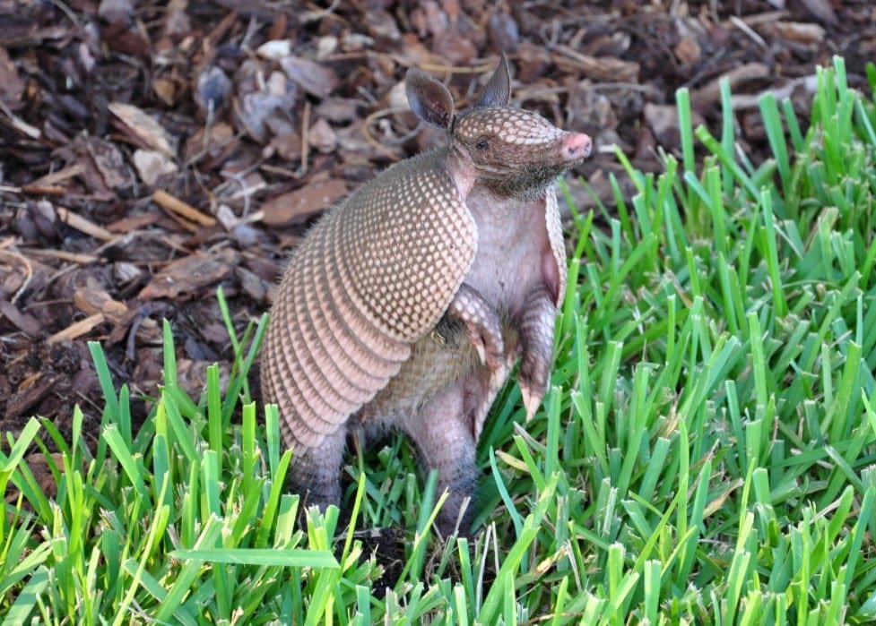 giant armadillo