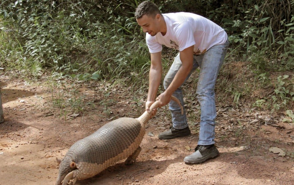 giant armadillo