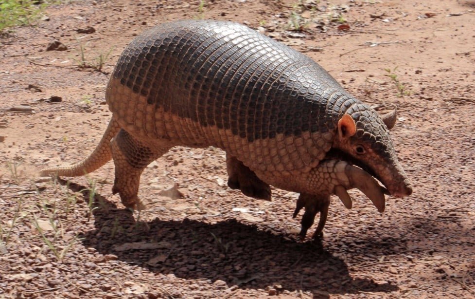 giant armadillo