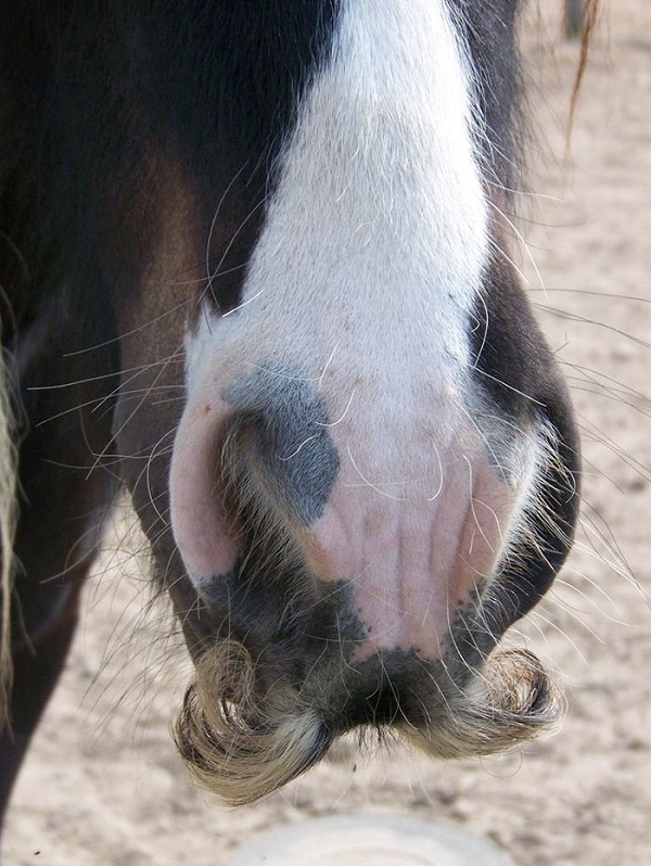 horse mustache