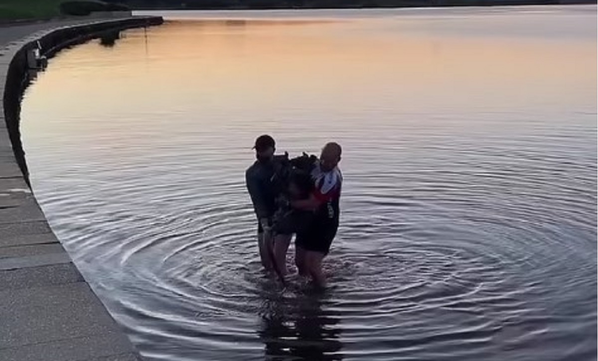 Kangaroo Rescue In A Freezing Lake By Two Strangers- Before Offering One Man a Handshake In Return