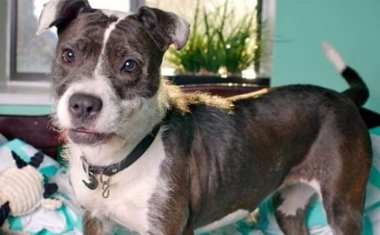 schnauzer pitbull mix