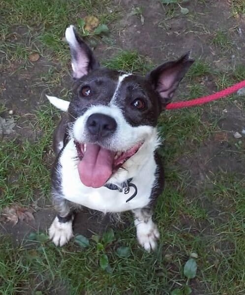 schnauzer pitbull mix