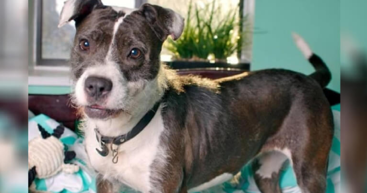 Beautiful Schnauzer/Pit Bull Mix Is Waiting For Her Forever Home