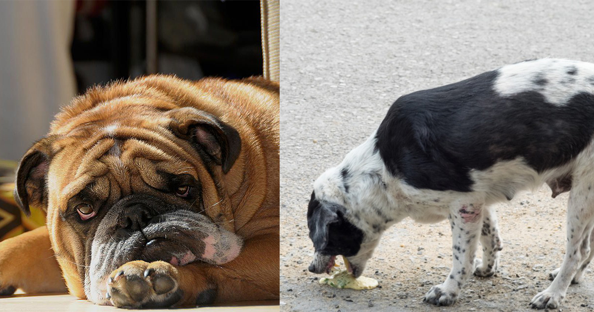 Why Do Dogs Eat Their Vomit? Here’s The Reason Why