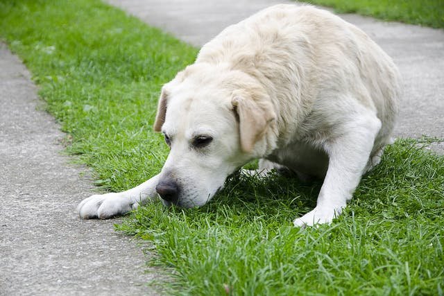 why do dogs eat their vomit