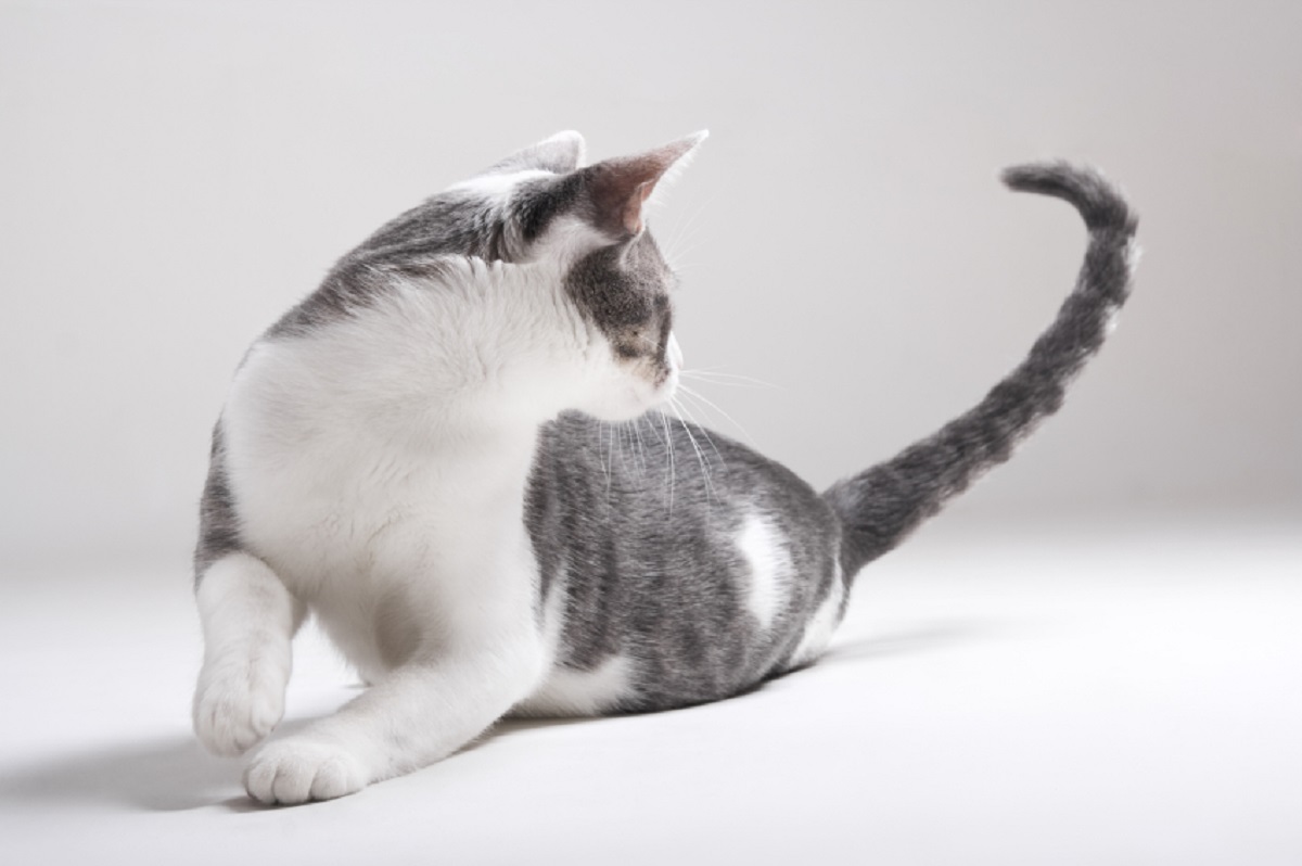 Why Do Cats Chase Their Tails?