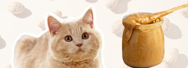 Can Cats Eat Peanut Butter (2)