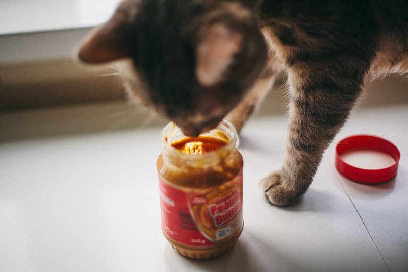 Can Cats Eat Peanut Butter