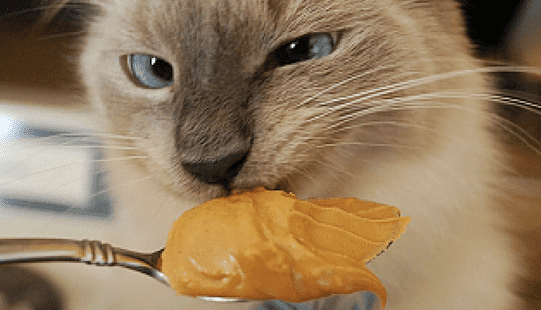 Can Cats Eat Peanut Butter