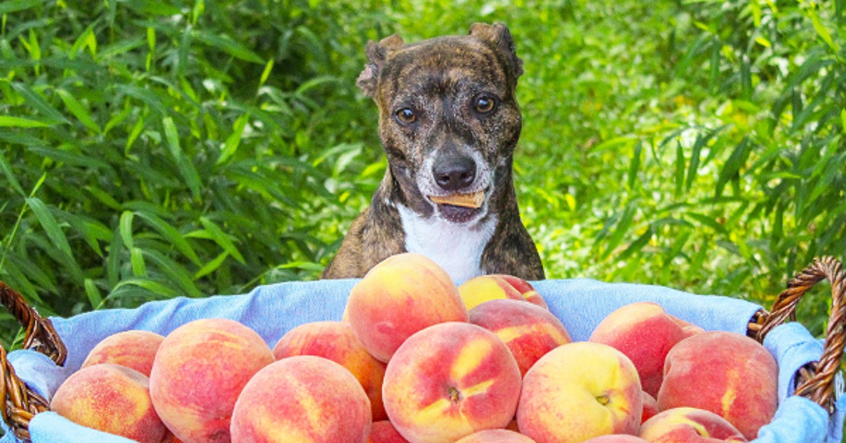 Can Dogs Eat Peaches? Everything You Need to Know