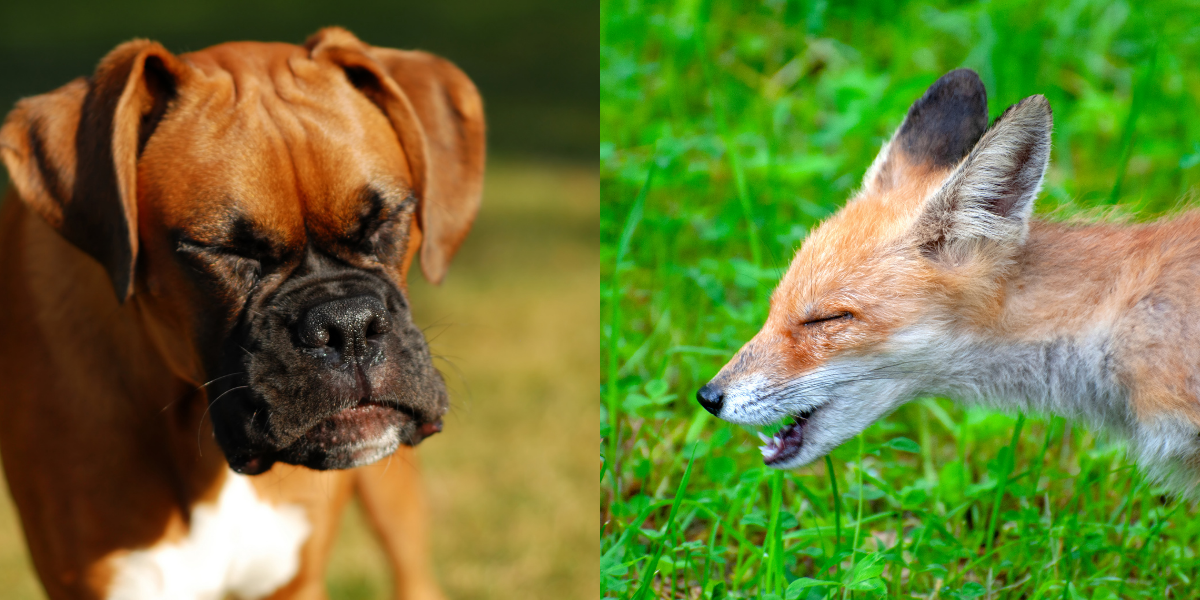 Dogs Sneeze: What To Do When Your Dog Keeps Sneezing?