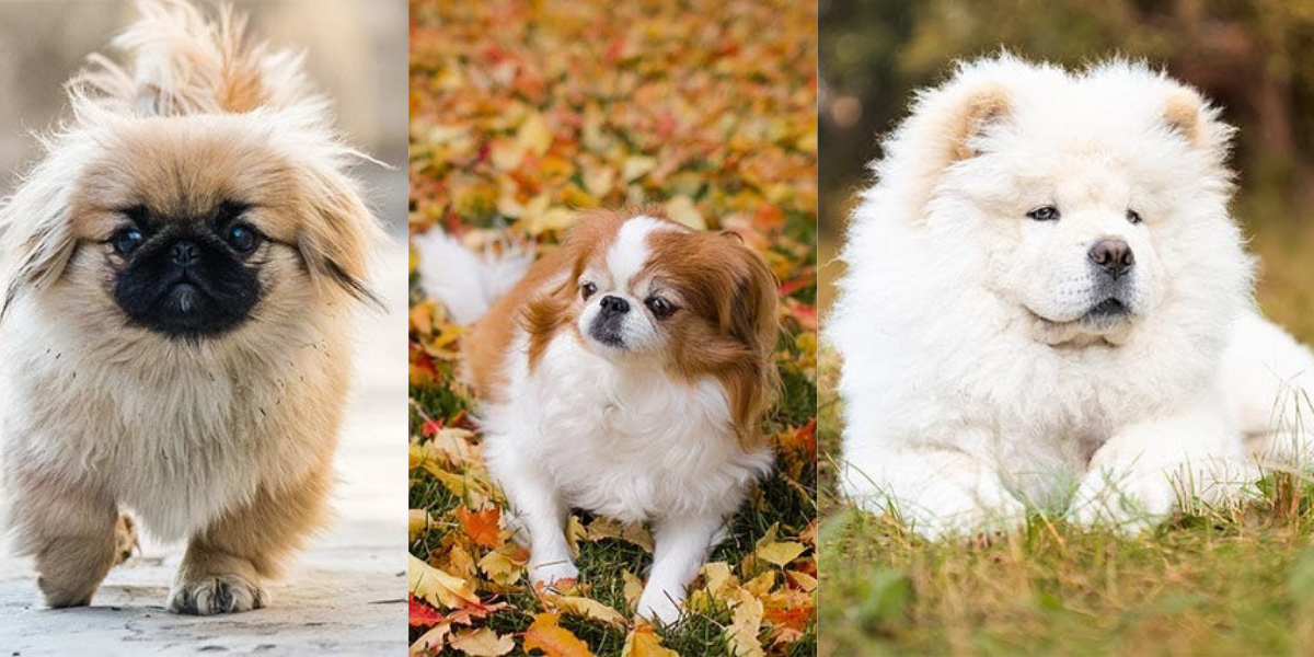Oldest and Rarest Chinese Dog Breeds on Earth