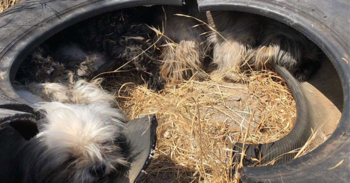 Three Tiny Abandoned Dogs Live Inside An Old Tire