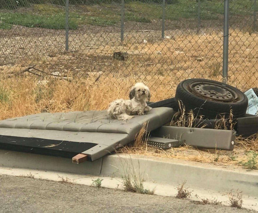 abandoned dogs live inside an old tire