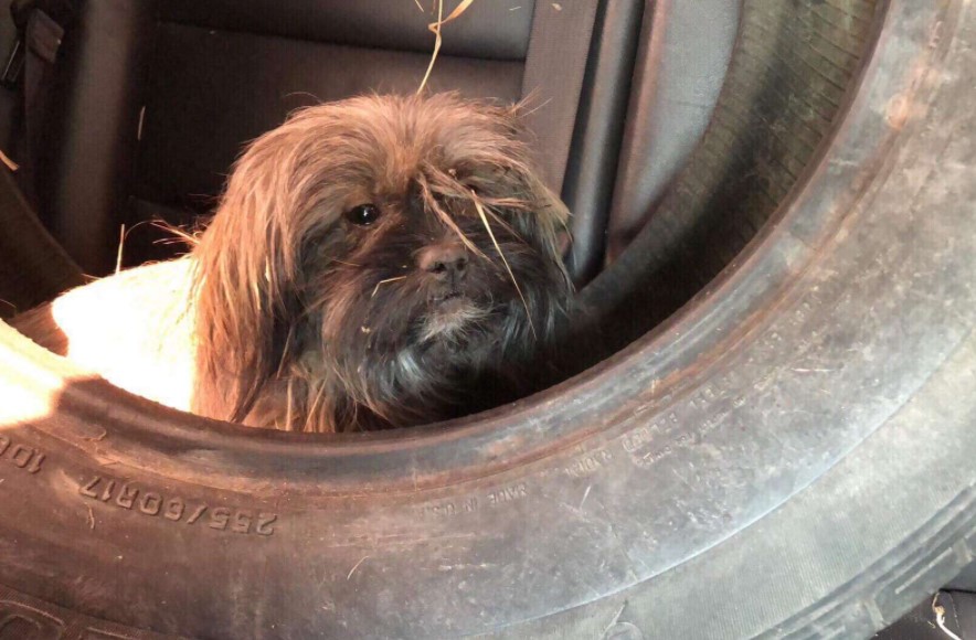abandoned dogs live inside an old tire