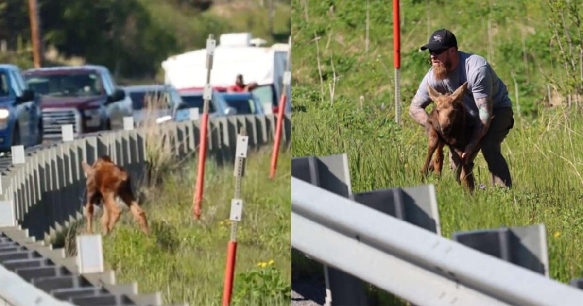 Brave Man Helps Baby Moose Reunite With Mom And Cross The Road Safely