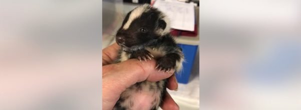 baby skunk