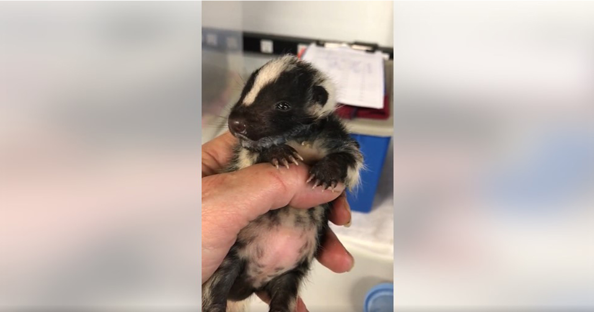 This Adorable Baby Skunk Is Making People’s Hearts Flutter