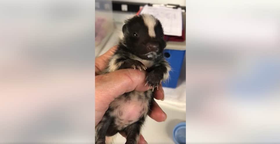 baby skunk