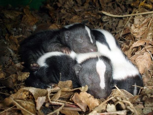 baby skunk