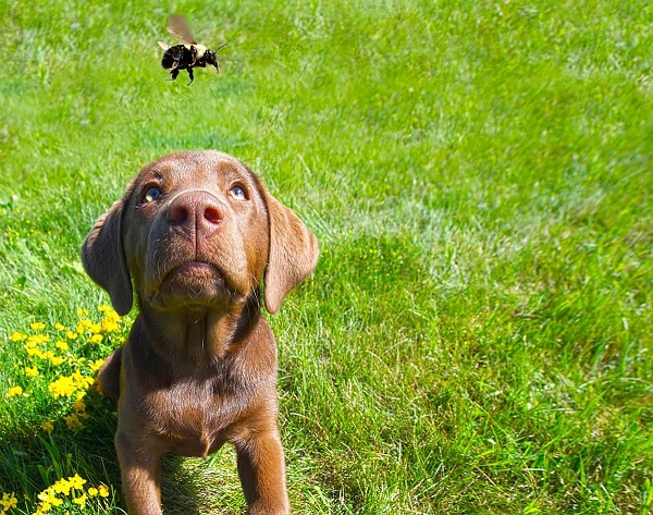 Dogs stung by bee