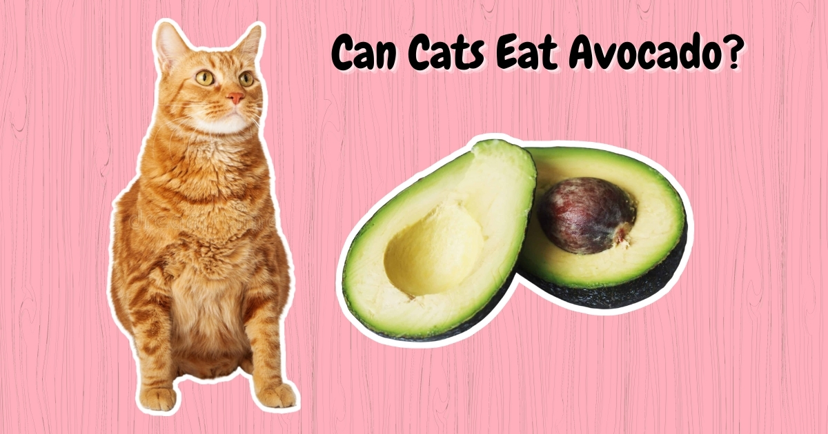 Can Cats Eat Avocado? Here’s What You Should Know 2024