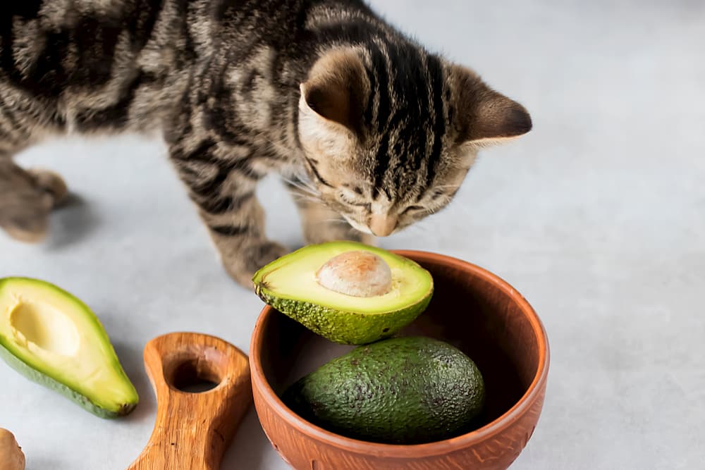 can cats eat avocado