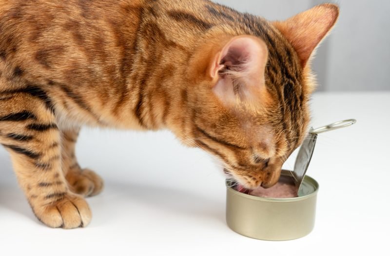 can cats eat tuna