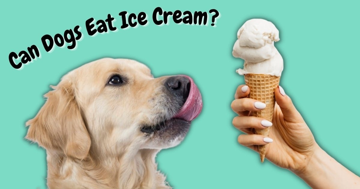 Can Dogs Eat Ice Cream?