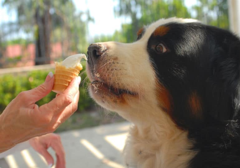 can dogs eat ice cream