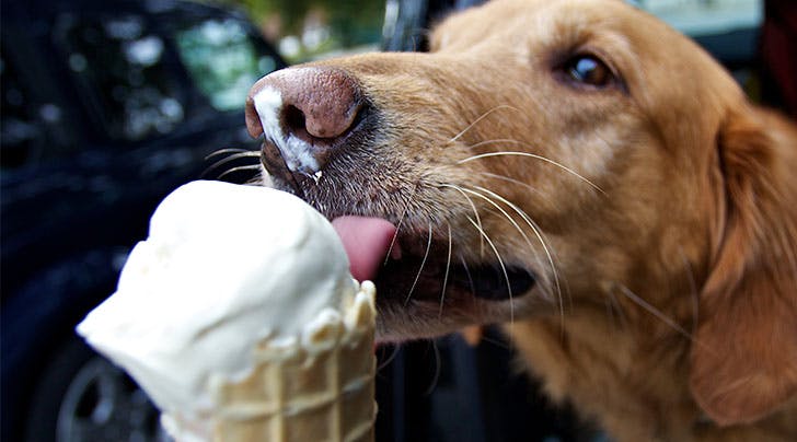 can dogs eat ice cream