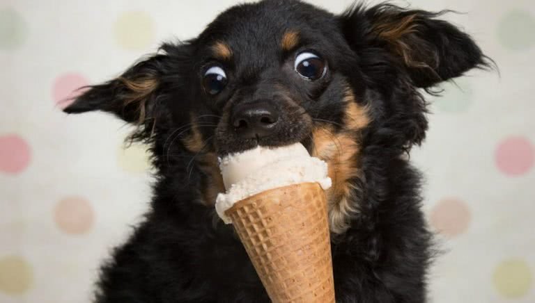 can dogs eat ice cream