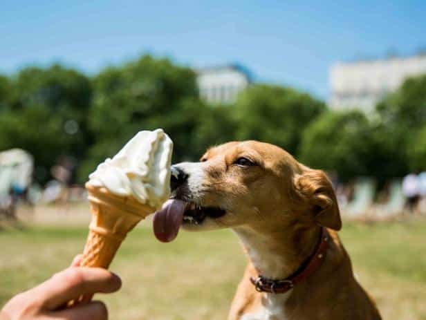 can dogs eat ice cream