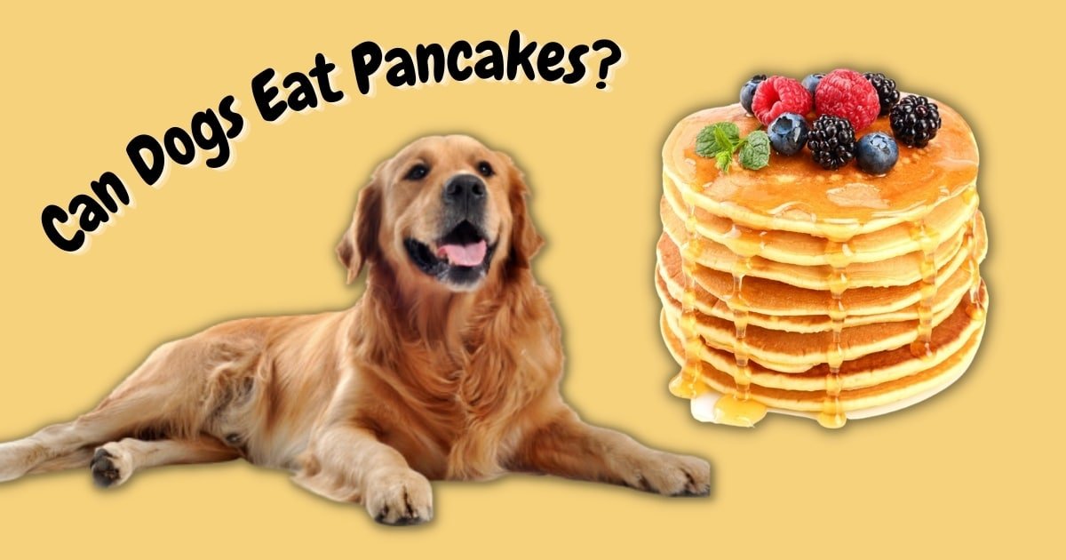 Worried If Can Dogs Eat Pancakes? Hidden Dangers 2024