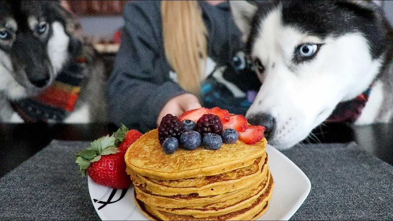 dogs eat blueberry pancakes