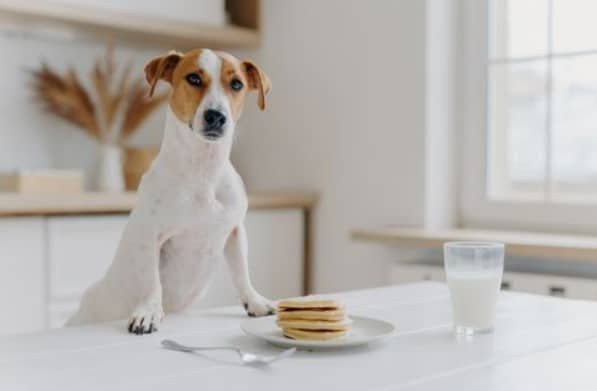 dogs eat protein pancakes