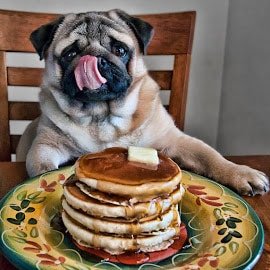 dogs eat vanilla pancakes