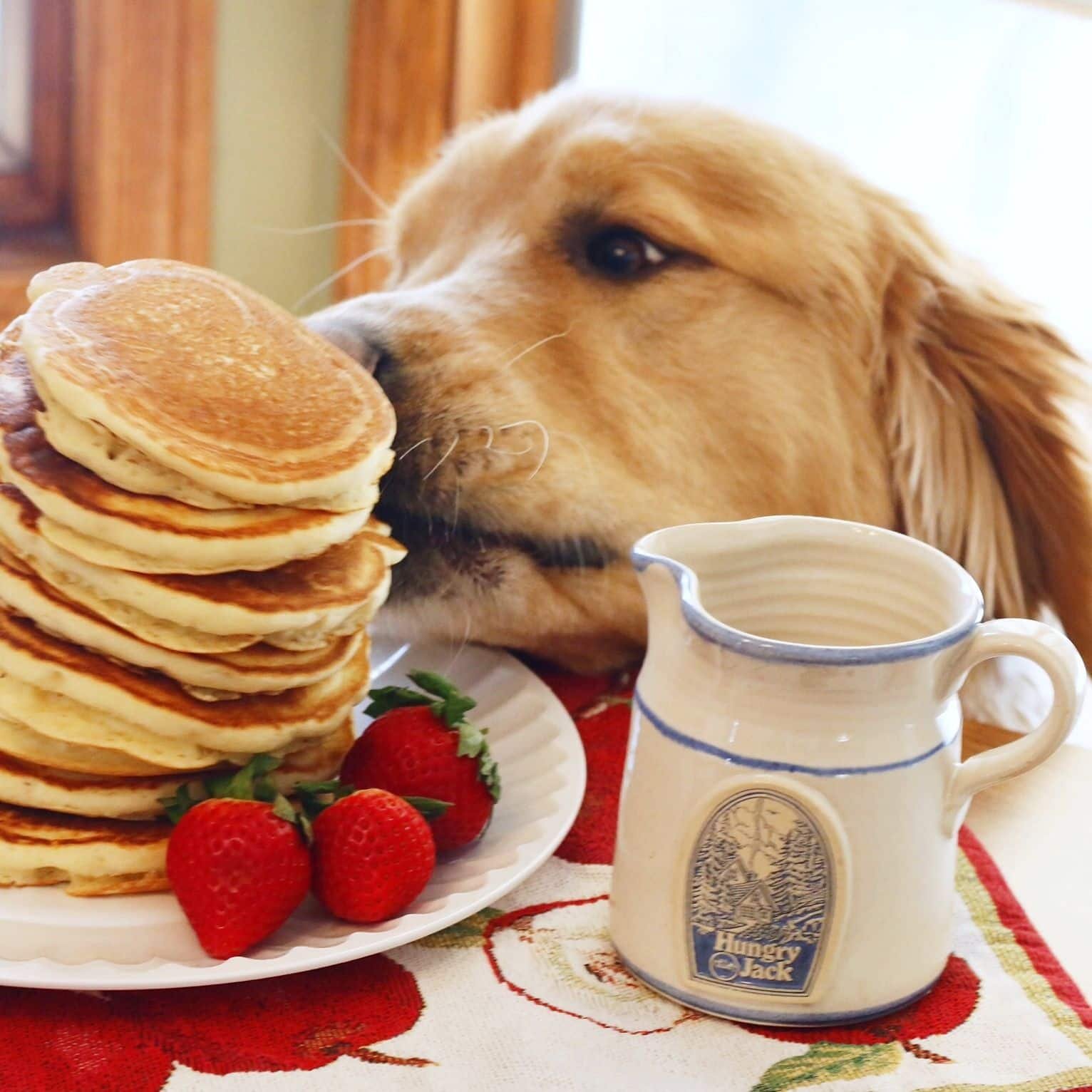 dog eat pancakes